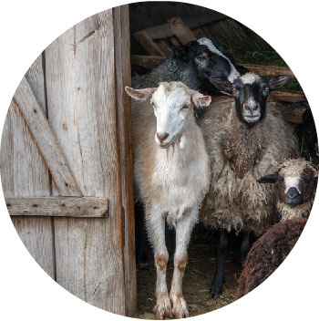 Farm Animal Communicator and Psychic Readings