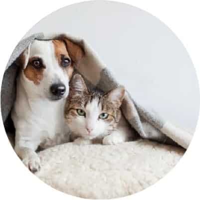 Dog Psychic Readings and Cat Psychic Readings