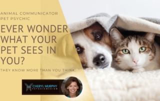 Unlock Their Voice Your Animal Communicator in Beverly Hills California