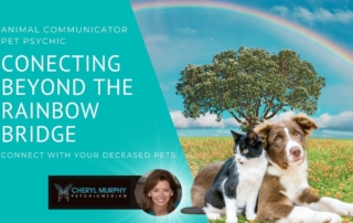 Connecting Beyond the Rainbow Bridge Animal Communicators for Deceased Pets in Manhattan Beach and Beyond